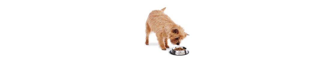 Buy Best Quality Dog Bowls & Feeders products in UAE | Petcare.