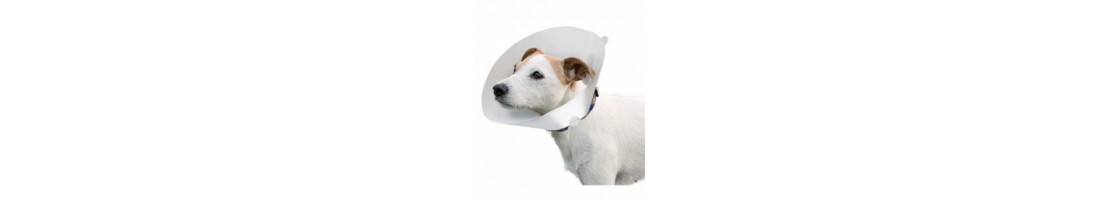 Buy Best Quality Veterinary Collar products in UAE | Petcare.