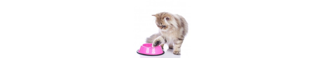 Buy Best Quality Cat Bowls & Feeders Products in UAE | Petcare.