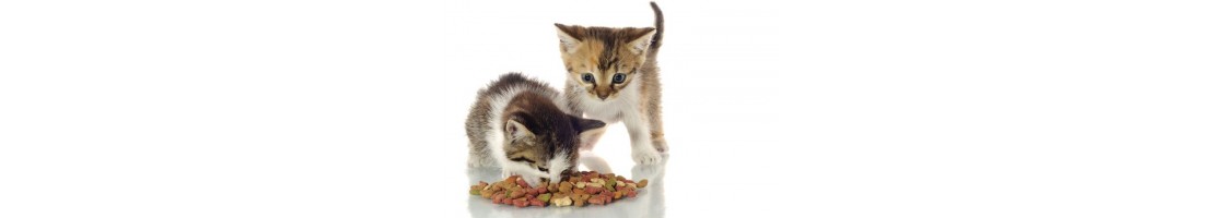 Buy Best Quality Cat Foods & Treats Products in UAE | Petcare.