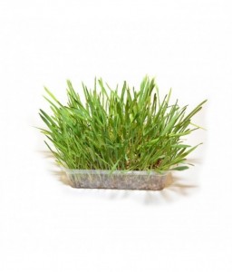 Duvo Cat grass 100gm (800/815)