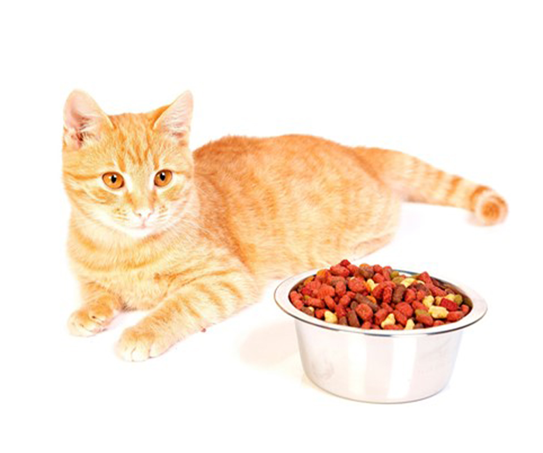 Best Natural Cat Food Available in UAE - Healthy Cat Foods