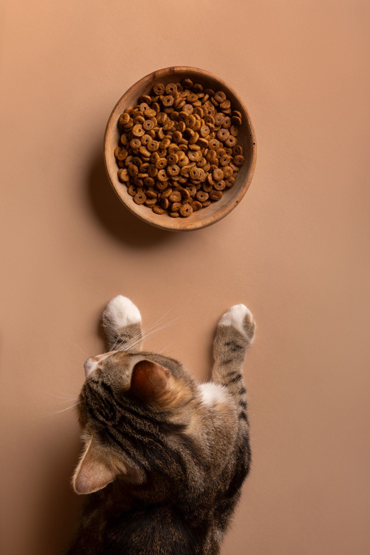 cat near food