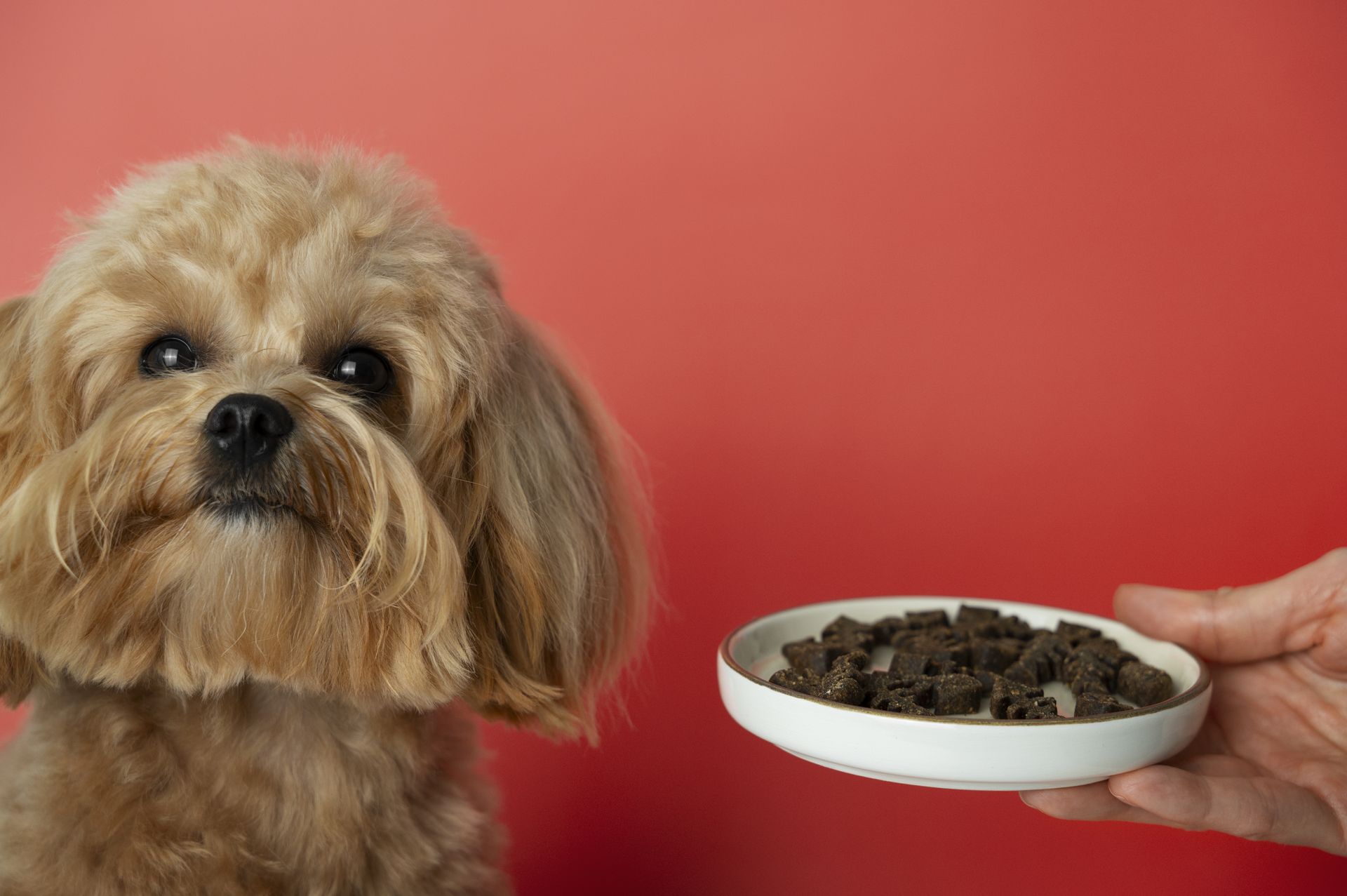 giving food bowl to dog