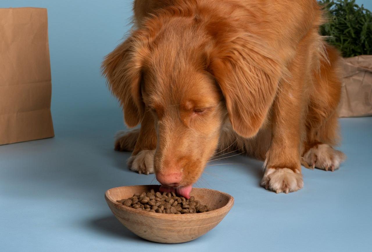 dog eating food - image