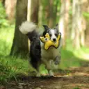 Pado Paws Squeaky Toy 22x4x27.5cm