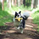 Pado Paws Squeaky Toy 22x4x27.5cm