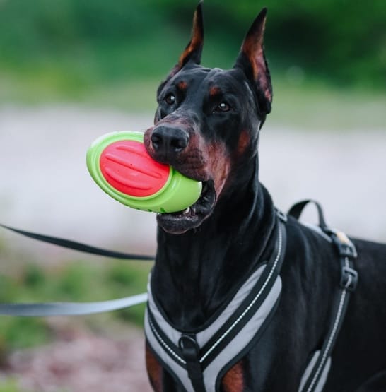 Pado TPR Rubber Dual Color Rugby Ball With Squeker 17.3x10.2x10 cm -Green & Red