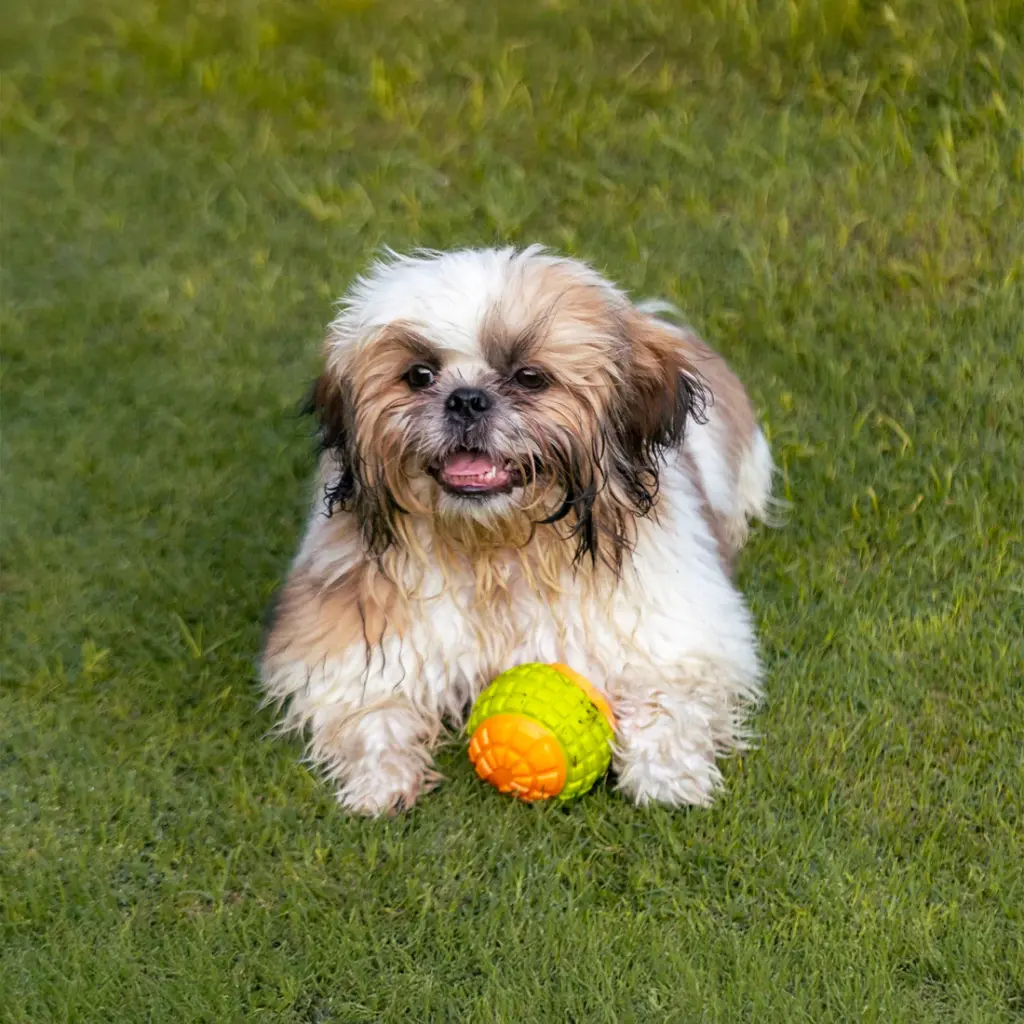 Pado Dog Ball Toy 8x7.5x7.5 cm, Assorted