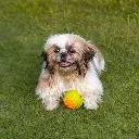 Pado Dog Ball Toy 8x7.5x7.5 cm, Assorted