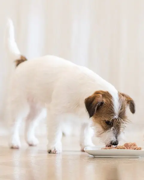 Schesir Dog Wet Food Can-Chicken with Lamb - (Min Order 85g- 14pcs)[Weight - 85g]