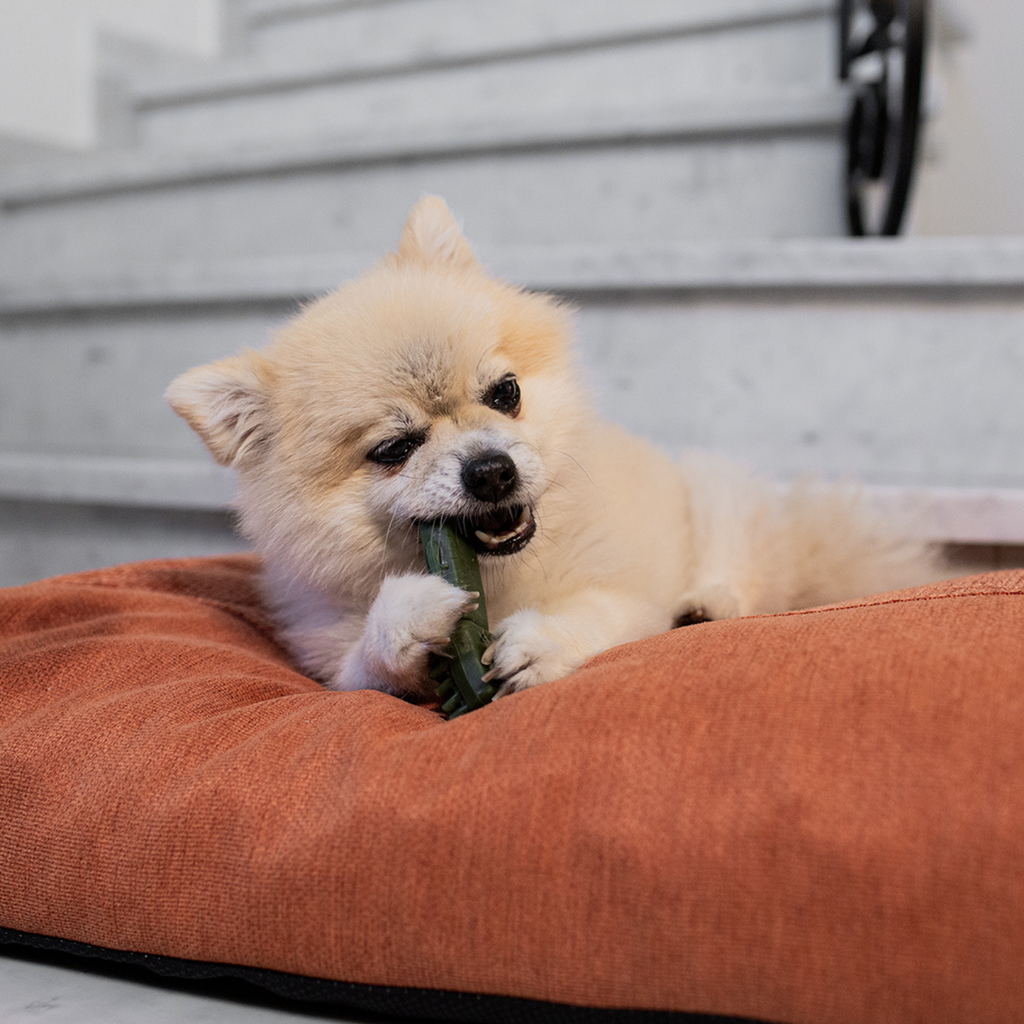 Duvo Garden Bites Toy Toothbrush Small - 5cm - 10g - Display Mixed Colors