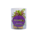 Yusee Aquarium Decorations - Artificial Plant 70610C-4 [Height:4"]