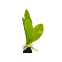 Yusee Aquarium Decorations - Artificial Plant YM-5808 [Height:4"]