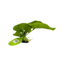 Yusee Aquarium Decorations - Artificial Plant YM-5874 [Height:12cm]