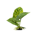 Yusee Aquarium Decorations - Artificial Plant YM-5877 [Height:12cm]