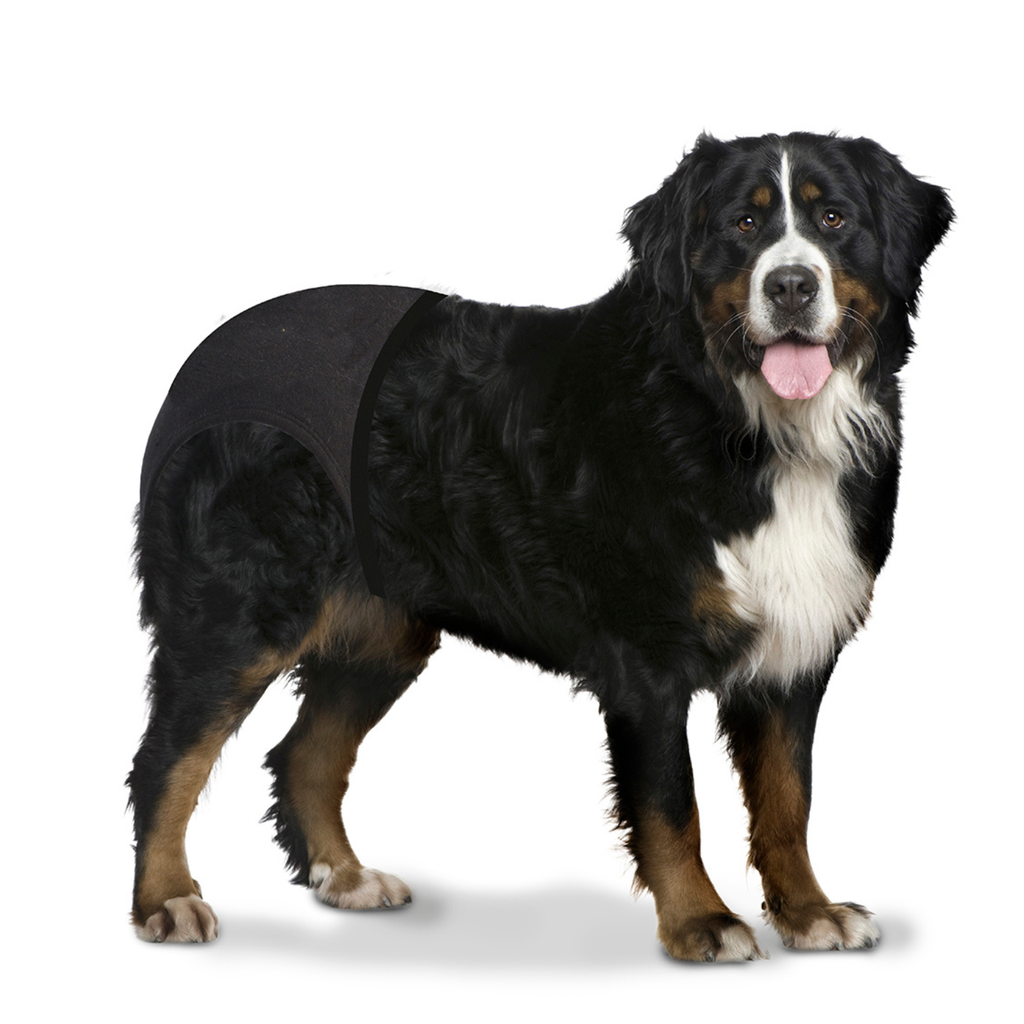 Duvo+ Dog Pants 60-70Cm