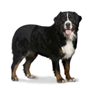 Duvo+ Dog Pants 60-70Cm