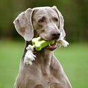 Duvo+ Eco Rubber Flat Bone Bamboo/Rice + Cotton 27x6.5x3.8 Cm Mixed Colors