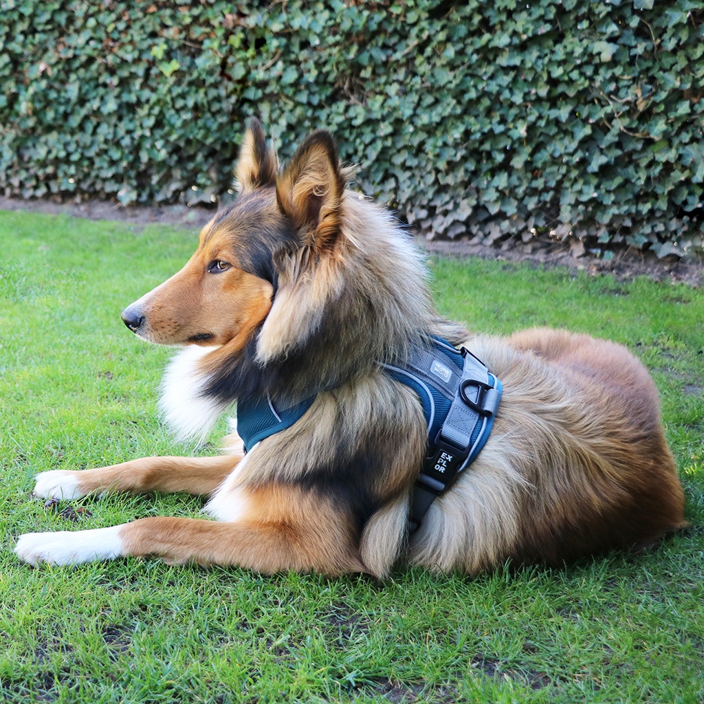 Duvo+ Ultimate Fit No-Pull Harness Classic L - 48-58Cm - 58- 81cm Petrol Blue