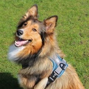 Duvo+ Ultimate Fit No-Pull Harness Classic Xl - 52-66Cm - 71- 104cm Petrol Blue