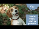 Duvo Dog Snack - 400g[Flavor - Chicken, Options - Lollipops]