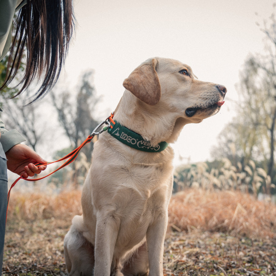 DOCO® VERTEX Reflective Ultralight Mesh Collar For Dogs-2.0 x 45-55cm-Rain Forest