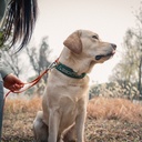 DOCO® VERTEX Reflective Ultralight Mesh Collar For Dogs-2.0 x 35-45cm-Canyon