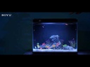 Boyu Cooke 1s Smart Aquarium With Feeder CK 1S [Wifi Version]-45.4x26.3x35.3cm [30Litre] 