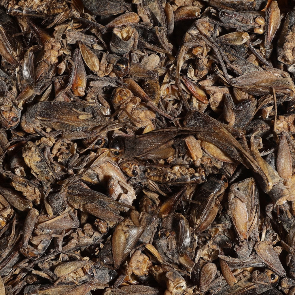 Sera Bearded Dragon Cricket Snack-250ml (New)