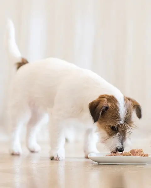 Schesir Puppy Can-Wet Food Tuna with Aloe-(Min Order 150g - 10pcs)[Weight - 150g]