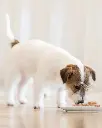 Schesir Puppy Can-Wet Food Tuna with Aloe-(Min Order 150g - 10pcs)[Weight - 150g]