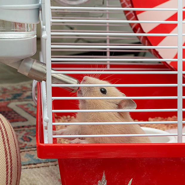 Ferplast Coney Island Hamster Cage With Large Wheel And Play Area
50 x 35 x H 25 cm