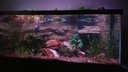 Aqualife Chicken Bone Stone