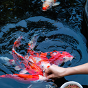 Pond Star TS3 Color Menu Pond Sticks Floating Fish Food 4kg