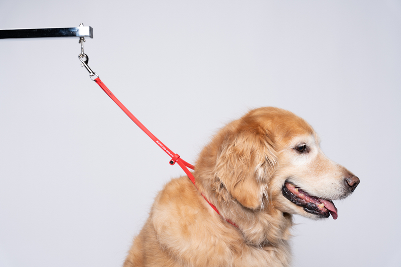 Jelly Pet Grooming Loop 3/8'' x18''[Color - Hunter Orange]