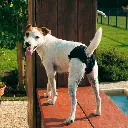 Ferplast Hygienic Dog pants 71-78 cm