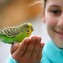 Volo Seedy Budgie Mix With Vitamin 420g