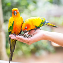 Volo Seedy Parakeet Mix  320g
