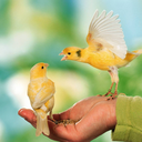 Volo Seedy Canary Mix  350g