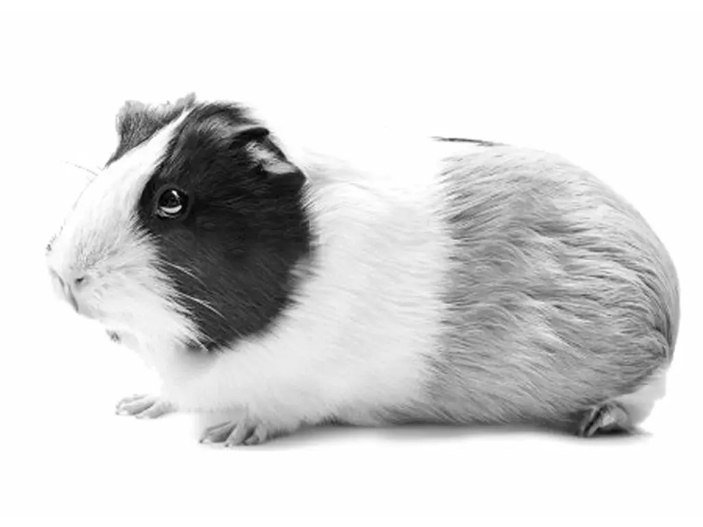 IMAC RONNY 80 -2nd Life-Cage for rabbits and guinea pigs - 80 x 48.5 x 42cm
