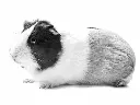 IMAC RONNY 80 -2nd Life-Cage for rabbits and guinea pigs - 80 x 48.5 x 42cm