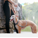 Dogness Retractable Leash-Liberty Series [Special Braking Version]-Large-Rock Gray - 5metre