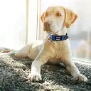 DOCO Signature O - Ring Collar[Color - Grey, Size - XS]