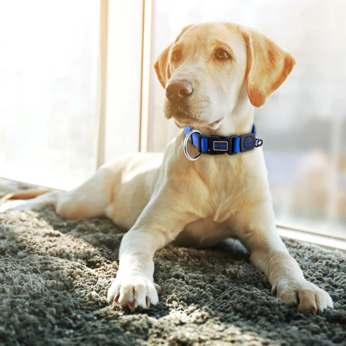 DOCO Signature O - Ring Collar[Size - XS, Color - Safety Orange]