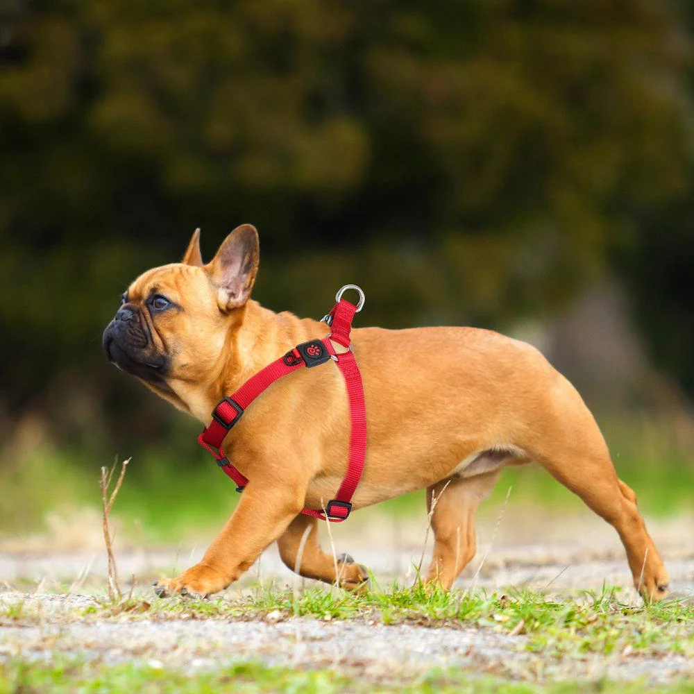 DOCO Signature Step - In Harness (DCSN202)[Color - Black, Size - XL]