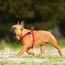 DOCO Signature Step - In Harness (DCSN202)[Color - Black, Size - XL]