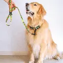 DOCO® LOCO Collar Large-2.5 x 45-68cm ARL