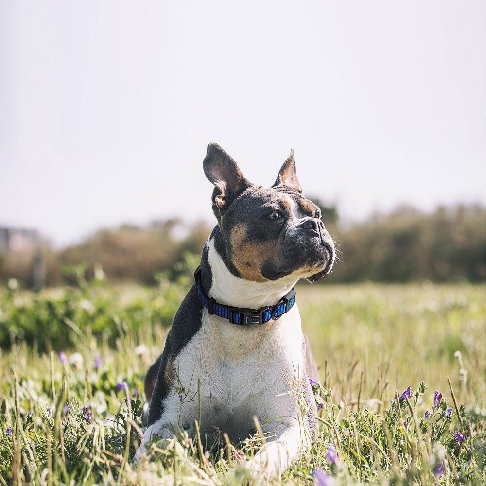 DOCO® Martini Bean Collar (DCS008)[Size - M, Color - Lemon]