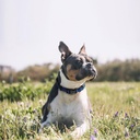 DOCO® Martini Bean Collar (DCS008)[Size - M, Color - Lemon]